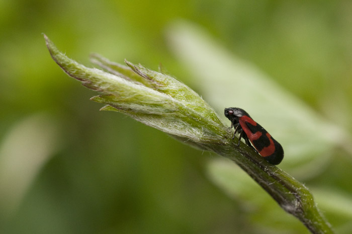 Cercopis vulnerata